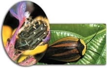 Tipuri de insecticide omologate pe tipuri de plante