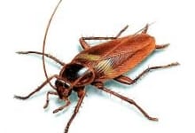 Infestarea cu gandaci