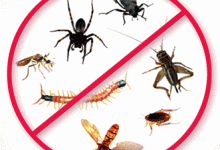 Dezinsectia