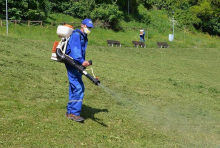 Servicii Dezinfectie Deratizare Dezinsectie IGIENA SERV