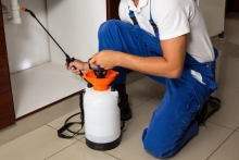 Servicii Dezinfectie Deratizare Dezinsectie Paxton Electric S.R.L.